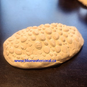 Ceramic Frag Discs - Oval