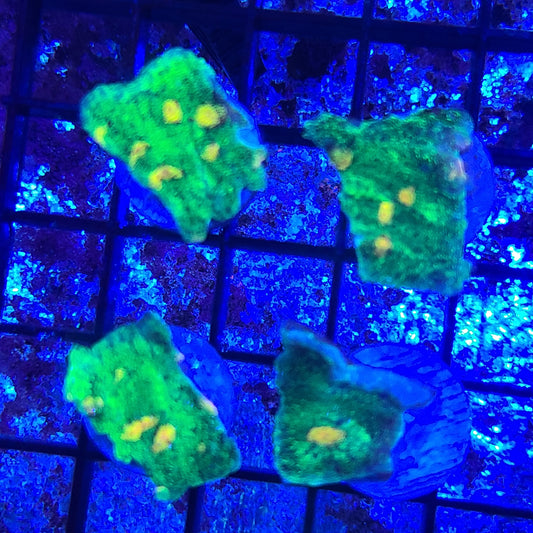 Space Invader Coral